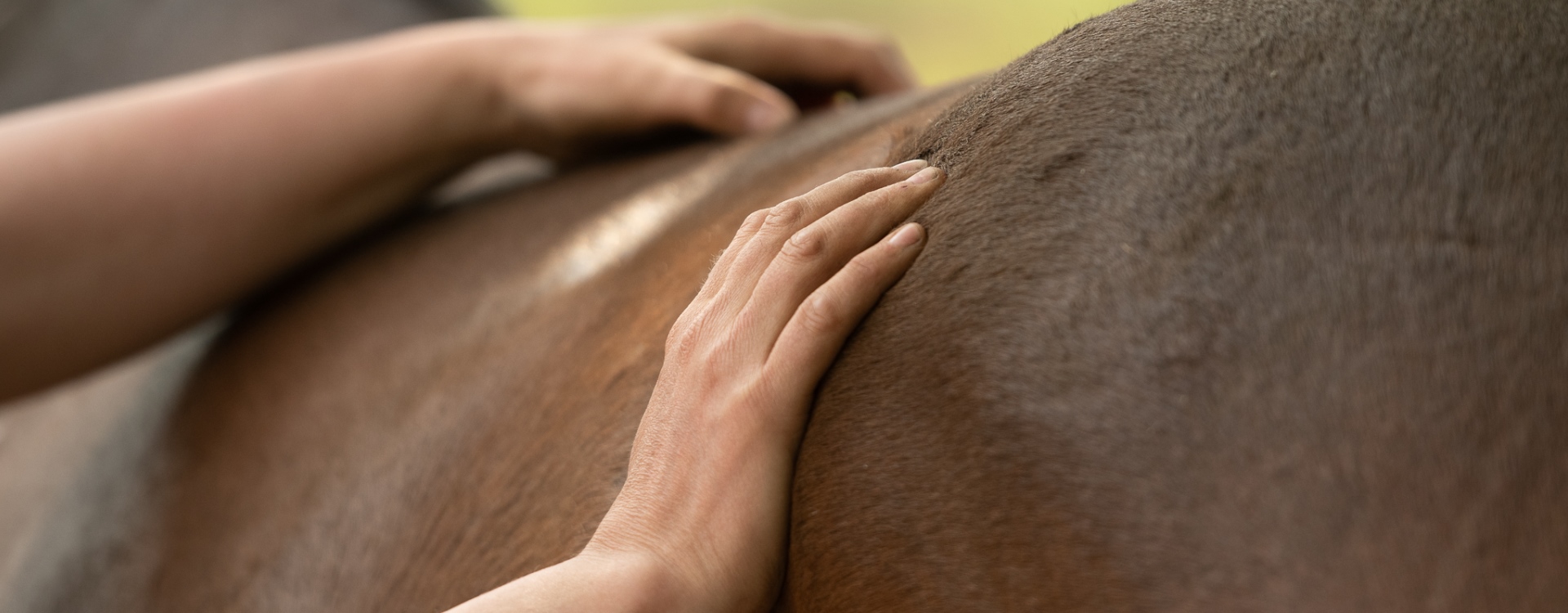 Osteopathie bei Pferden & Eseln