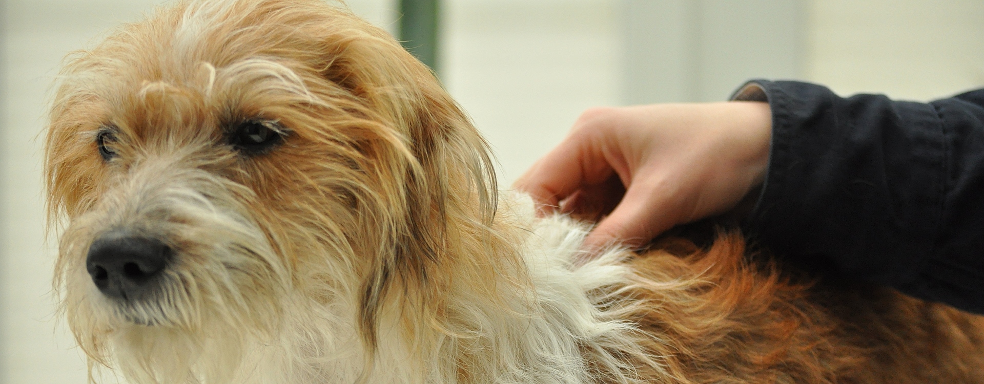 Osteopathie bei Hunden