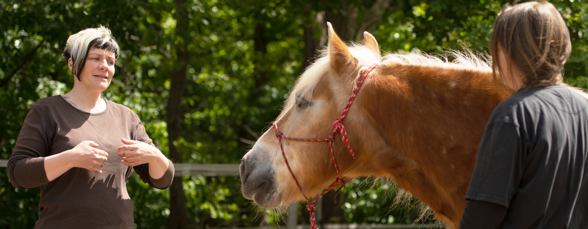 Professionelle Coachings für Pferd und Reiter